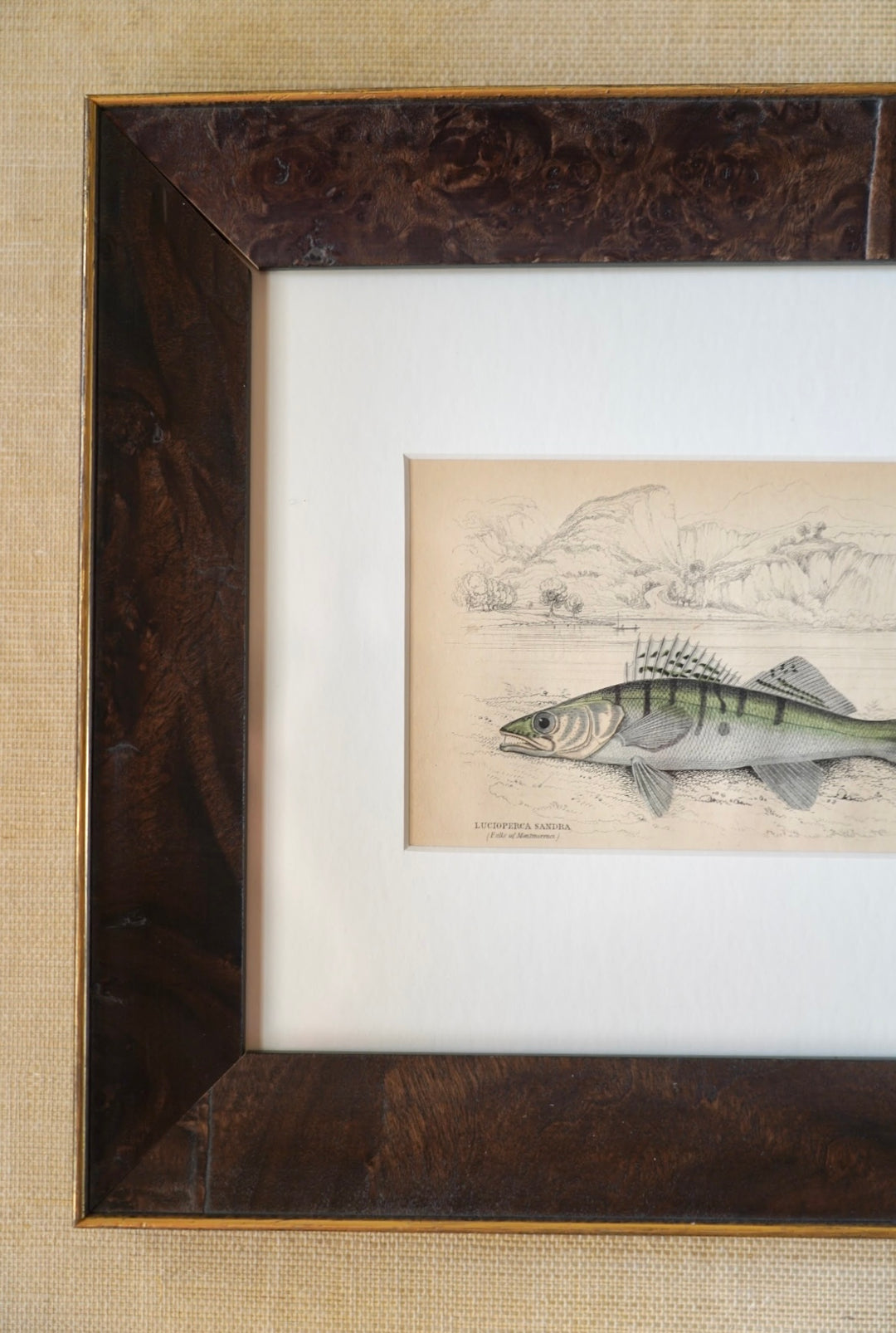 PAIR OF FISH ENGRAVINGS C.1840