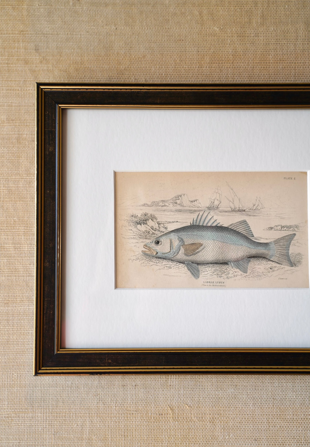 PAIR OF FISH ENGRAVINGS C.1840