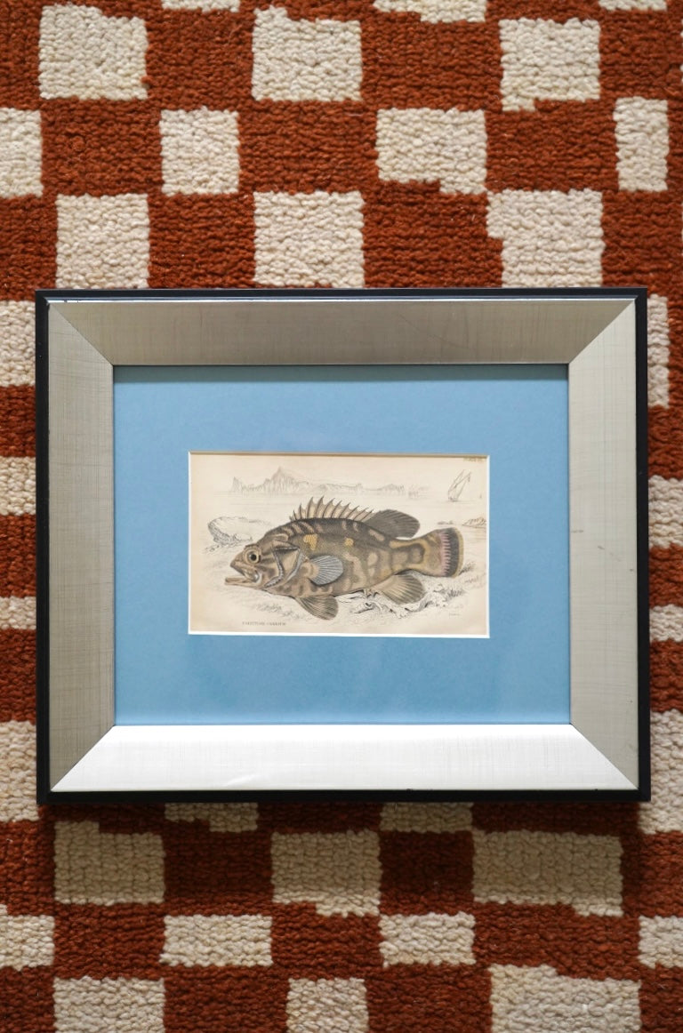 PAIR OF FISH ENGRAVINGS C.1840