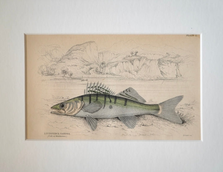 PAIR OF FISH ENGRAVINGS C.1840