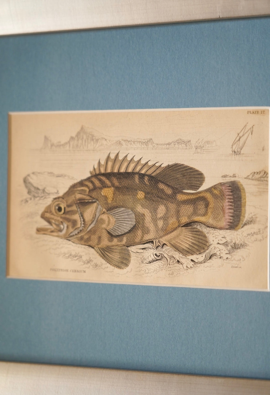 PAIR OF FISH ENGRAVINGS C.1840
