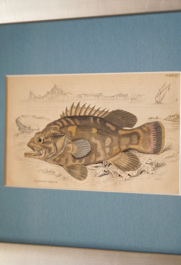 PAIR OF FISH ENGRAVINGS C.1840