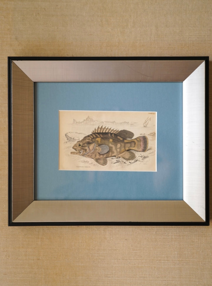 PAIR OF FISH ENGRAVINGS C.1840