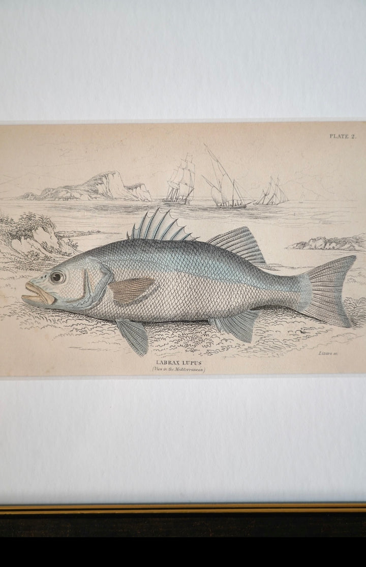 PAIR OF FISH ENGRAVINGS C.1840