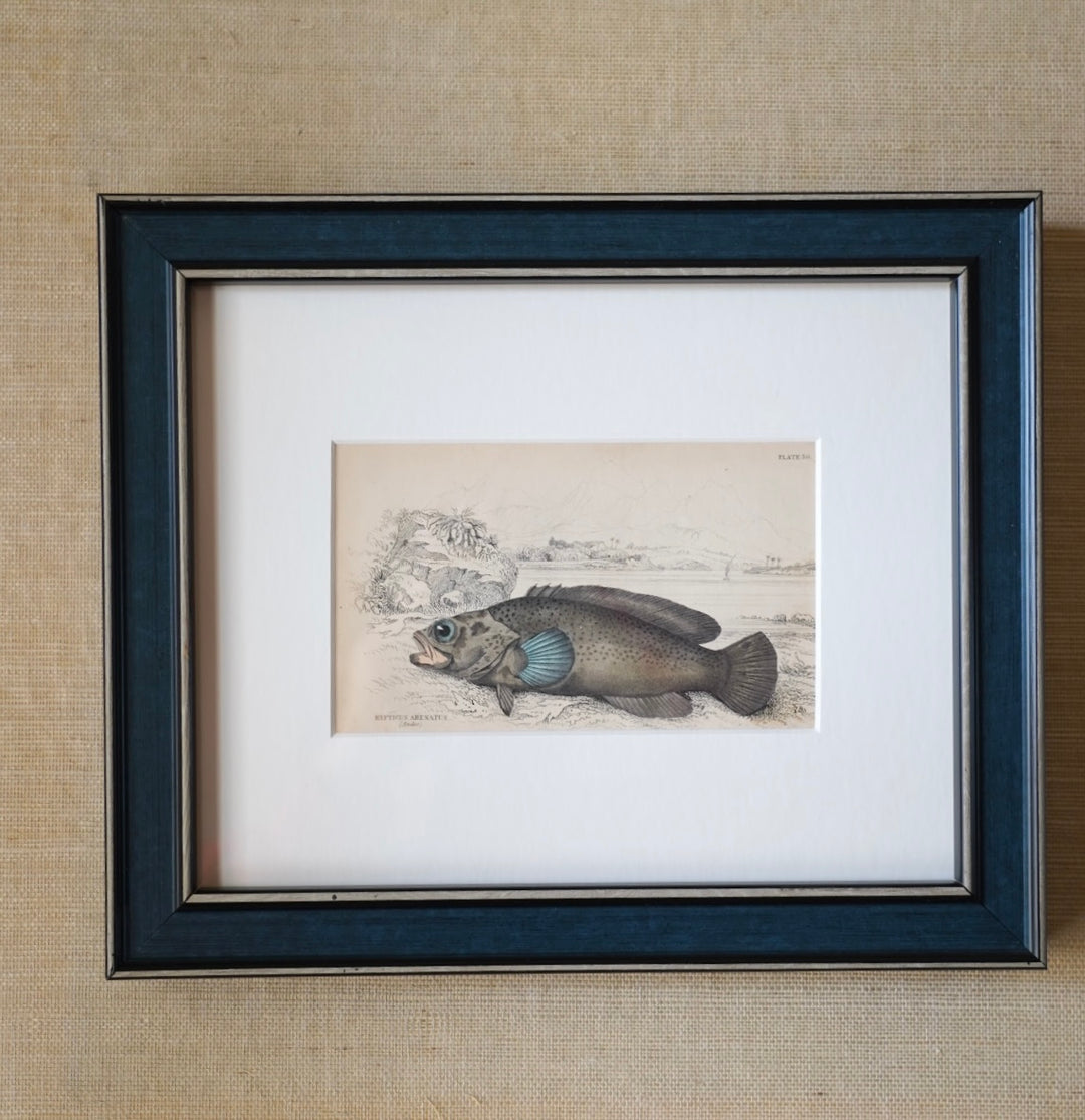 PAIR OF FISH ENGRAVINGS C.1840