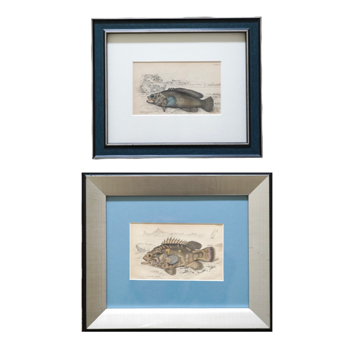PAIR OF FISH ENGRAVINGS C.1840