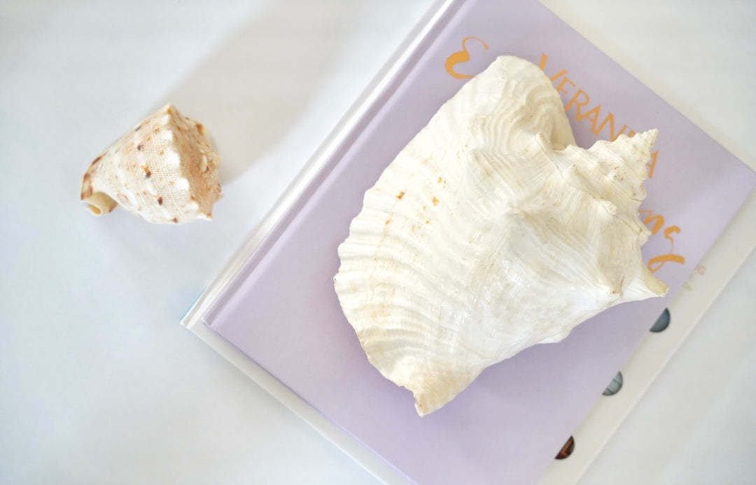 SEASHELL SET