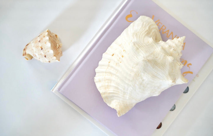 SEASHELL SET