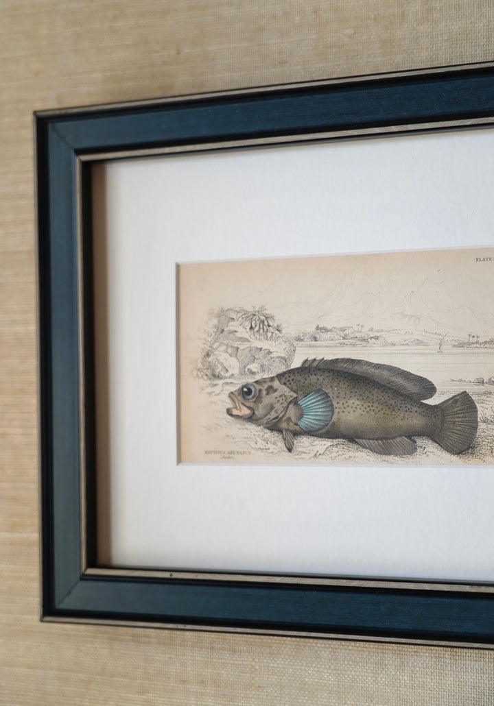 PAIR OF FISH ENGRAVINGS C.1840