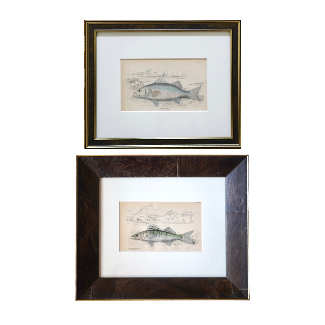 PAIR OF FISH ENGRAVINGS C.1840