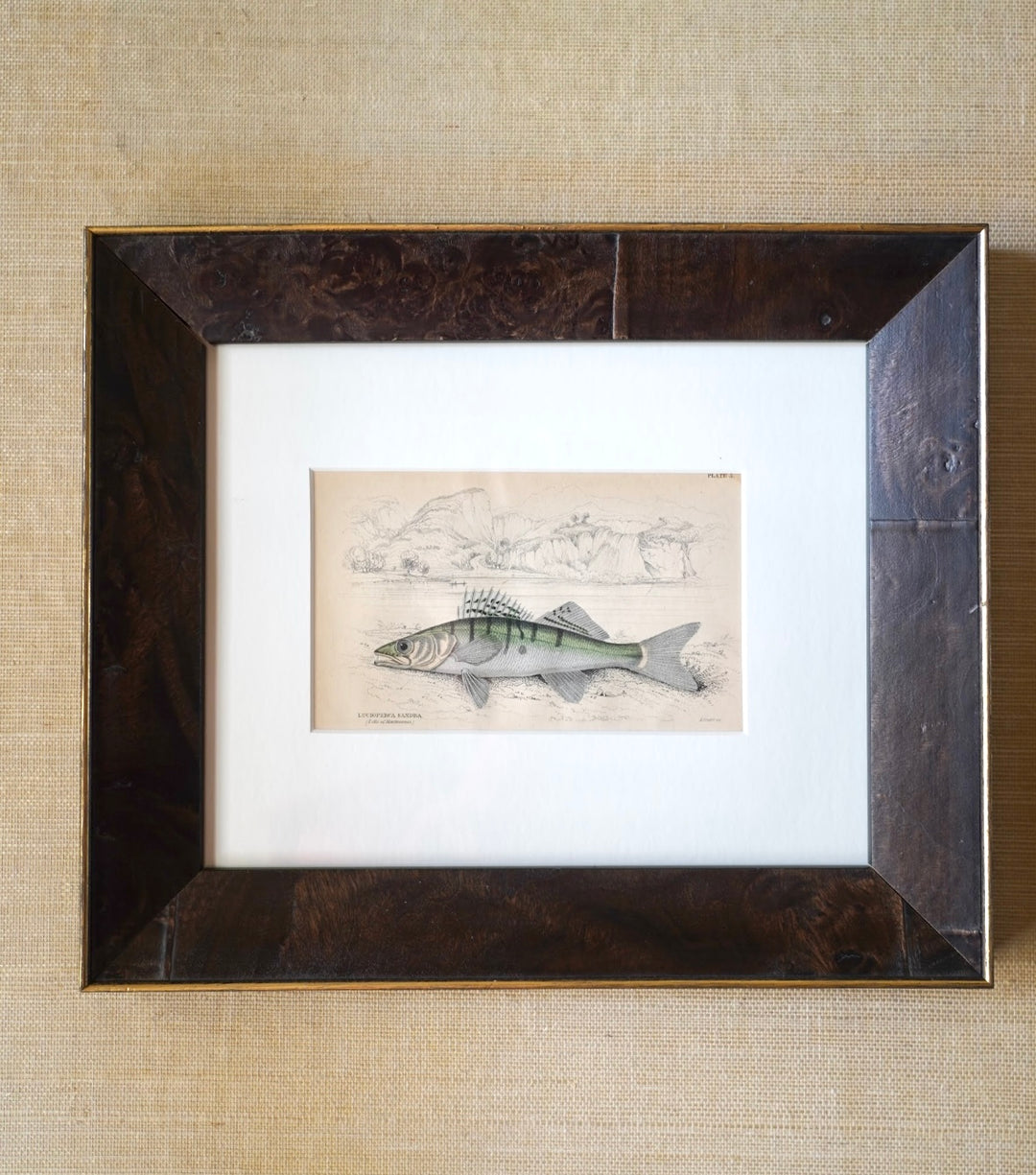 PAIR OF FISH ENGRAVINGS C.1840
