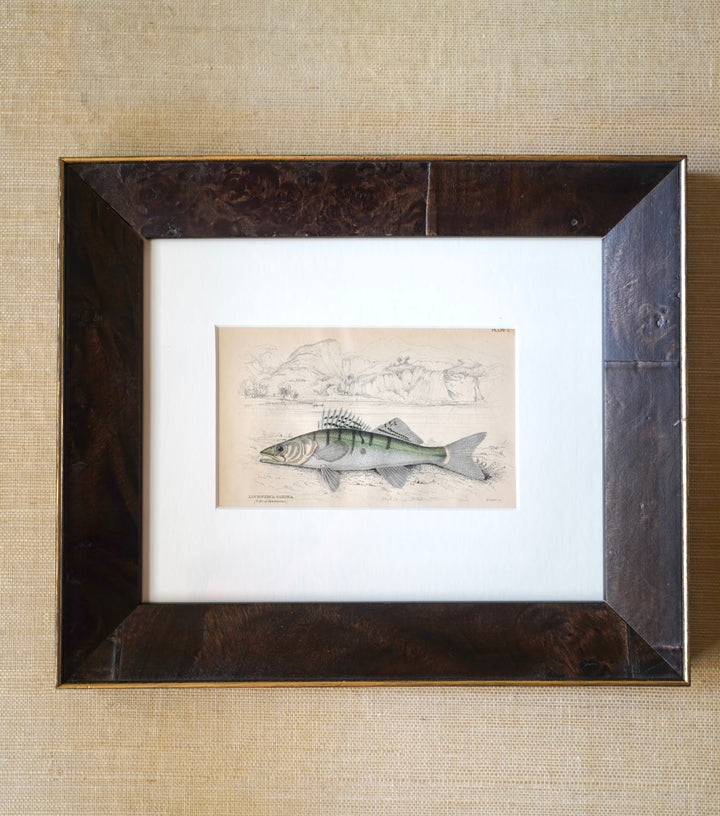 PAIR OF FISH ENGRAVINGS C.1840
