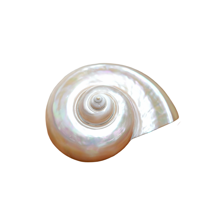 PEARLESCENT SHELL