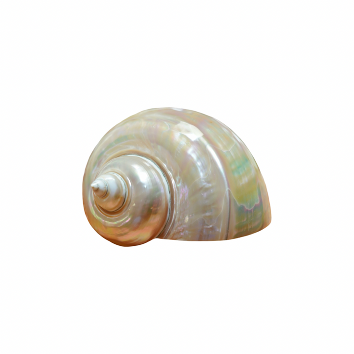 PEARLESCENT SHELL