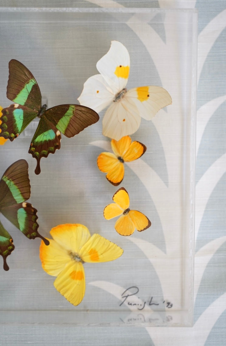 LUCITE BUTTERFLY SHADOW BOX