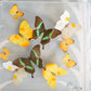 LUCITE BUTTERFLY SHADOW BOX