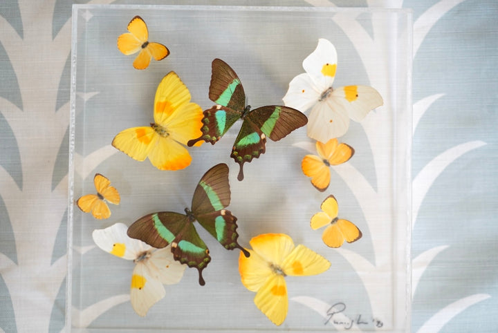 LUCITE BUTTERFLY SHADOW BOX