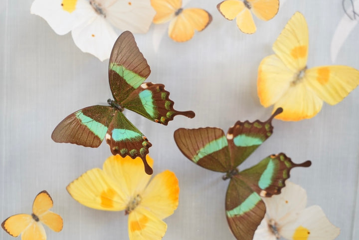 LUCITE BUTTERFLY SHADOW BOX